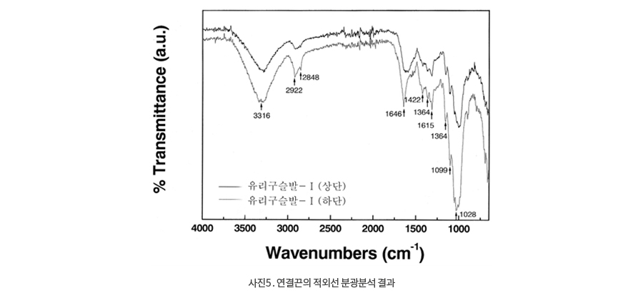 사진 . 연결끈의 적외선 분광분석 결과  