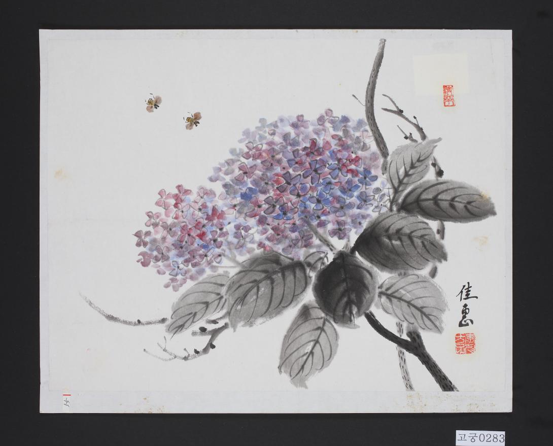 수묵채색수국그림